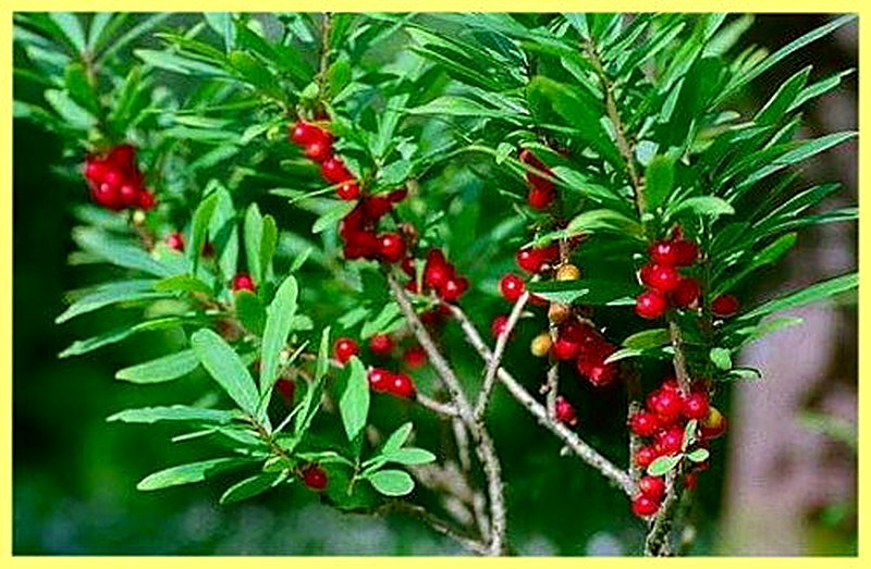 Волчеягодник фото