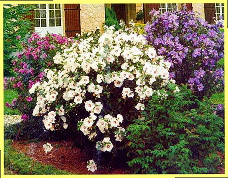 Гибискус сирийский фото