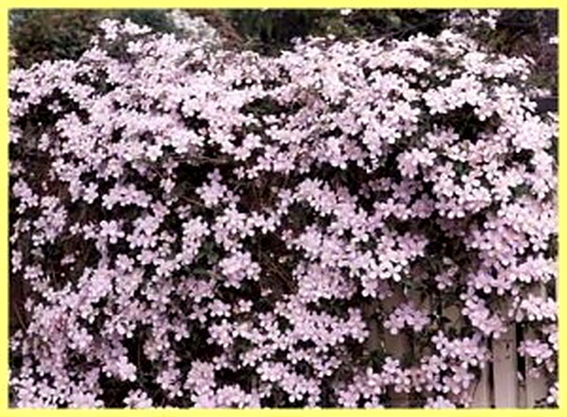 Горный климатис фото