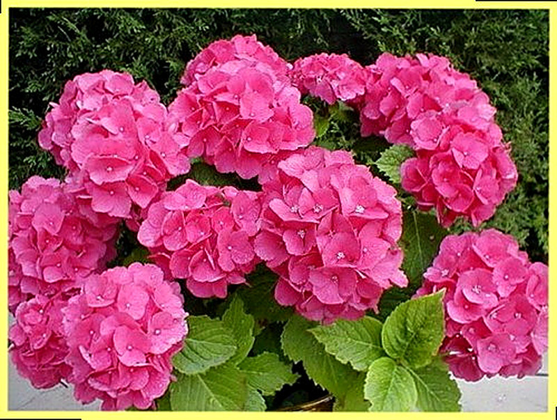 Гортензия фото