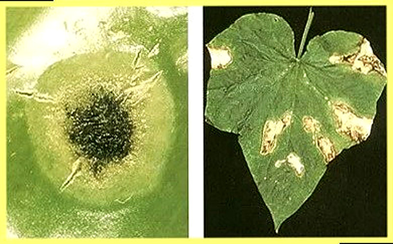 Грибковые инфекции огурцов