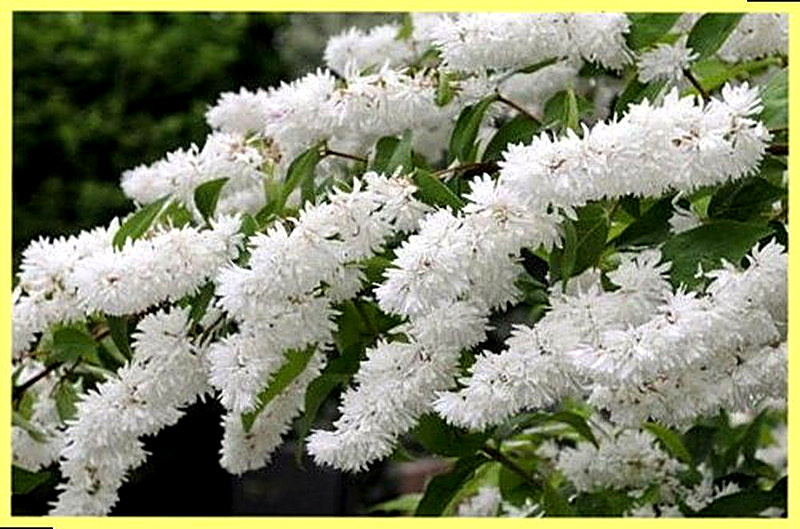 Дейция фото