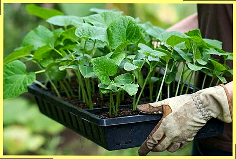 Как вырастить здоровую рассаду огурцов