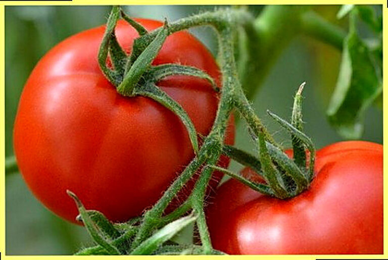 Как удобрять помидоры дрожжами