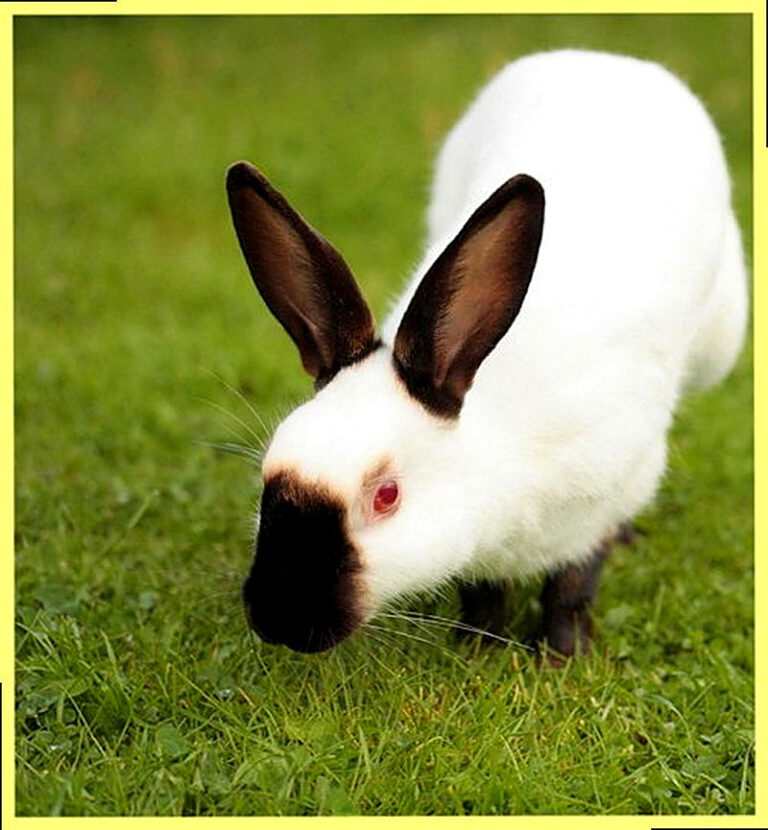 Калифорнийская порода кроликов фото