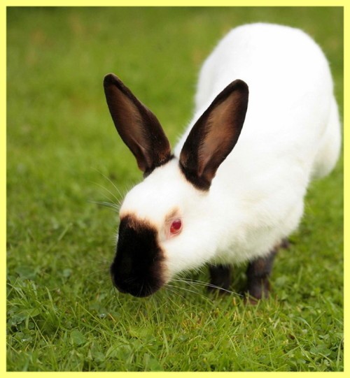 Калифорнийская порода кроликов фото