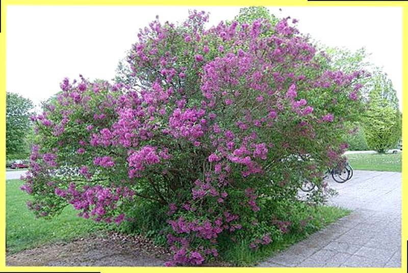 Китайская сирень фото