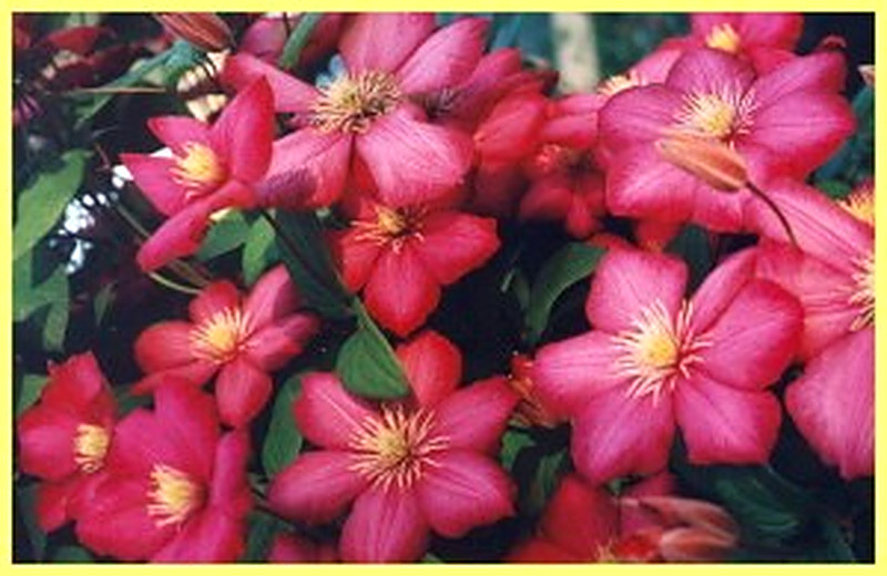 Климатис витицелла фото