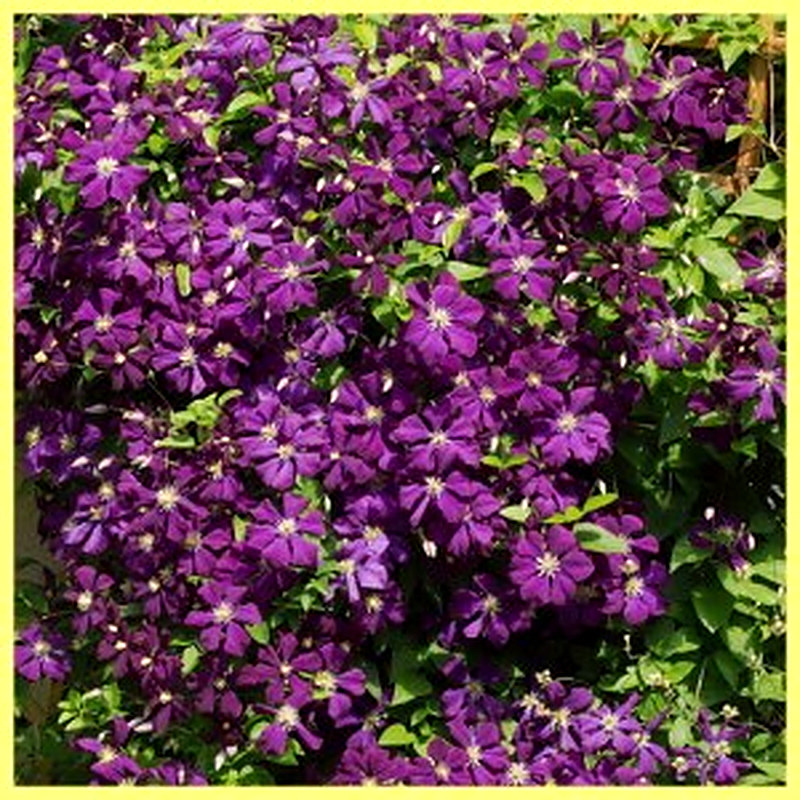 Климатис жакмана