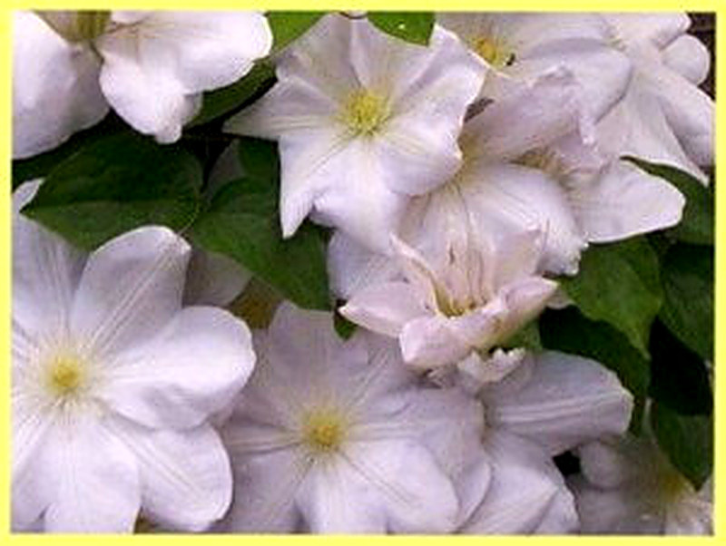 Климатис ланугиноза фото