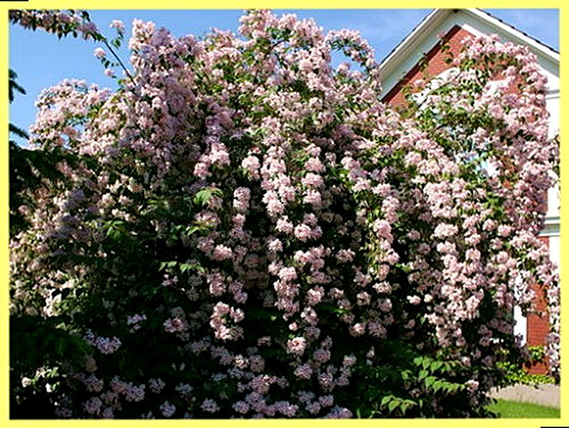 Колквиция фото