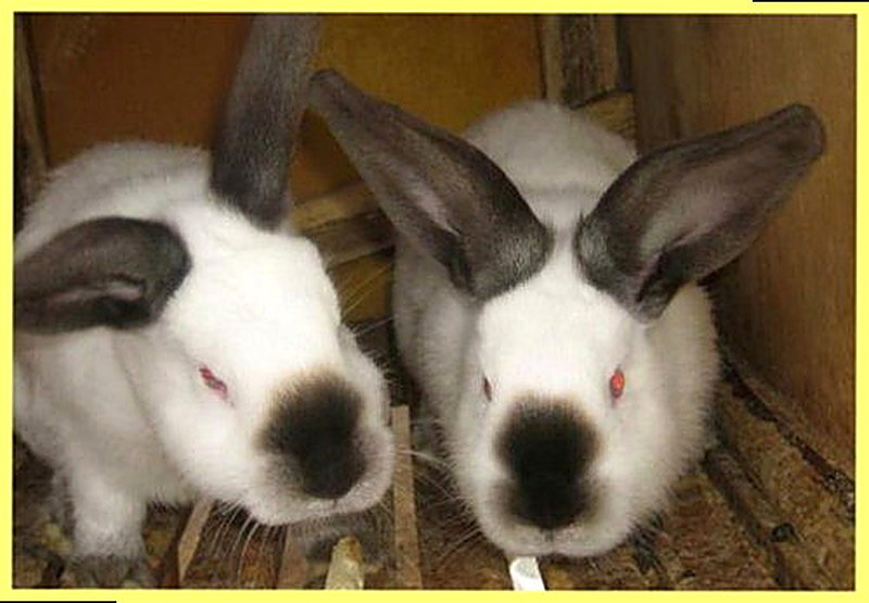 Кролики калифорнийской породы описание