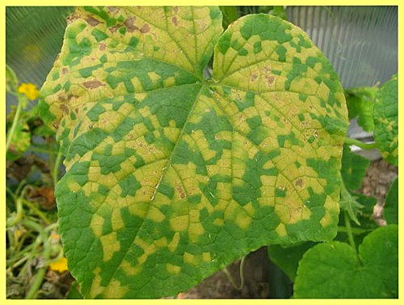 Ложная мучнистая роса огурцов