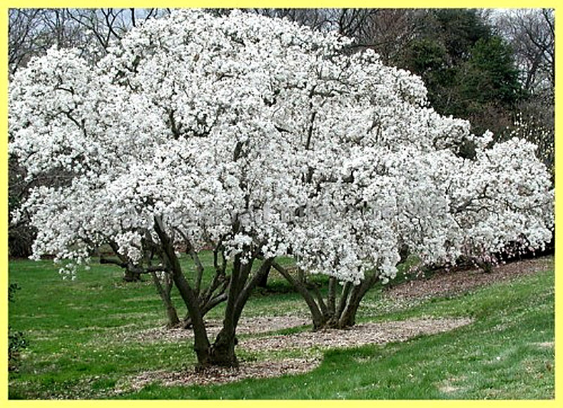 Магнолия Звездчатая фото