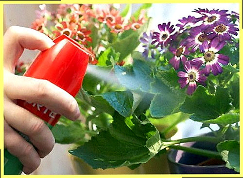 Методы профилактики против паутинного клеща