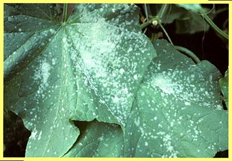 Мучнистая роса огурцов