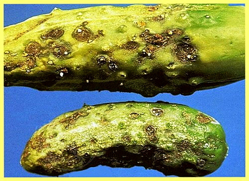 Оливковая пятнистость огурцов