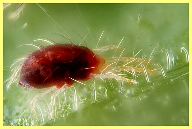 Паутинный клещ меры борьбы и профилактика