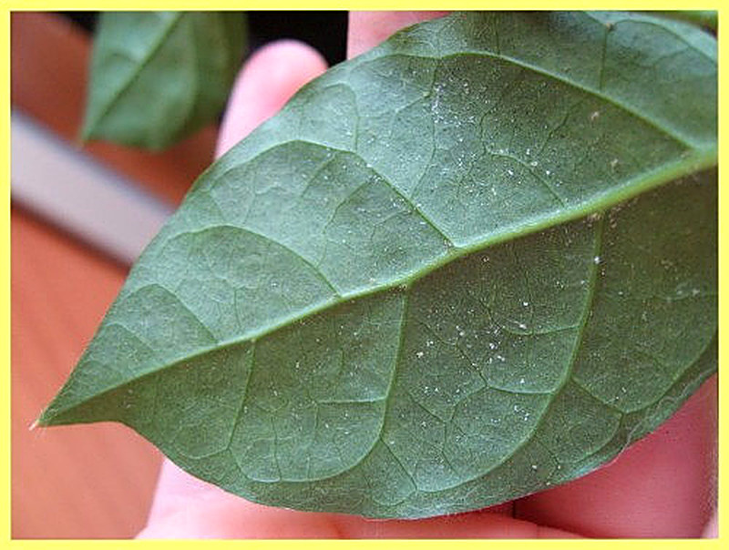Паутинный клещ на комнатных растениях фото