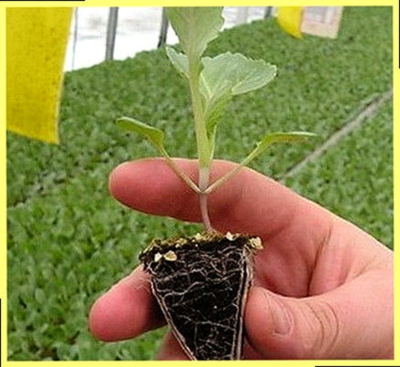 Подготовка земли к посадке огурцов