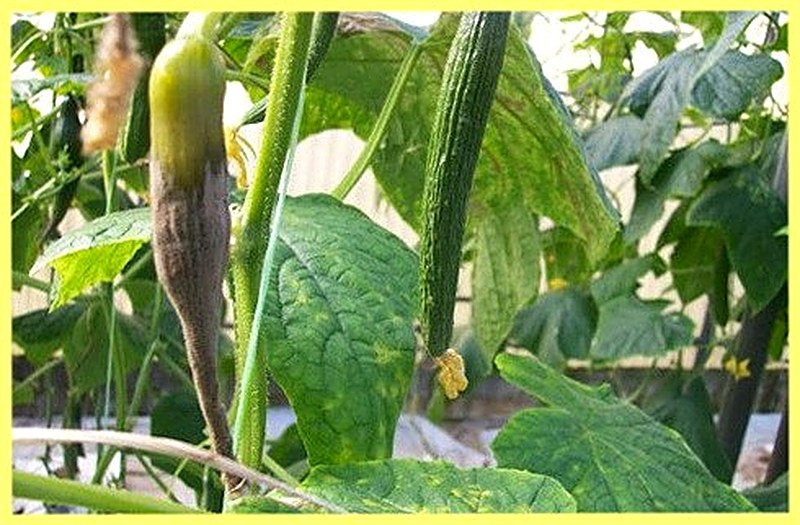 Серая гниль огурцов меры борьбы