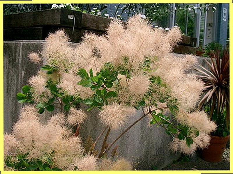 Скумпия фото