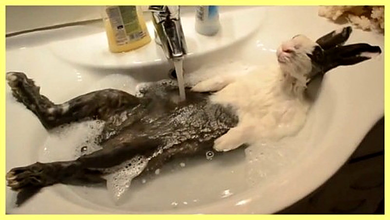 Содержание и уход за вислоухим кроликом