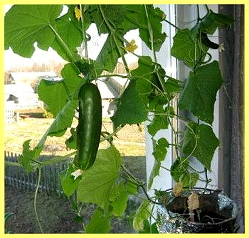 Сорт Огурец Домашний фото