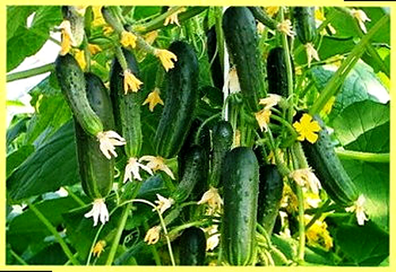 Сорт огурцов Балконный фото