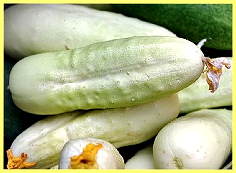 Сорт огурцов Белый ангел фото