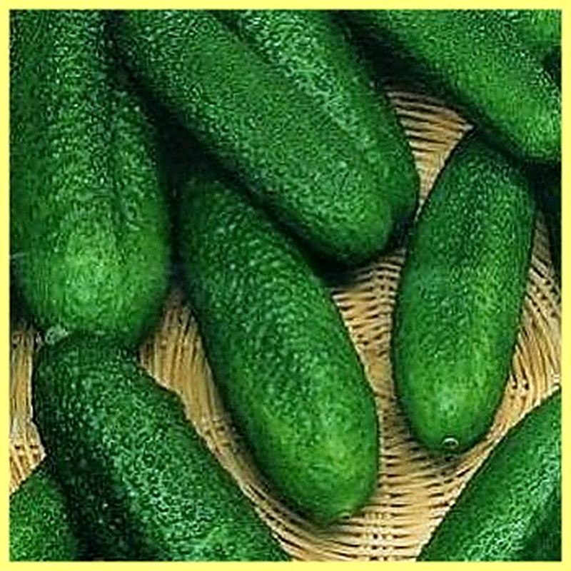 Сорт огурцов Берендей фото