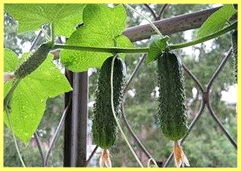 Сорт огурцов Внучок фото