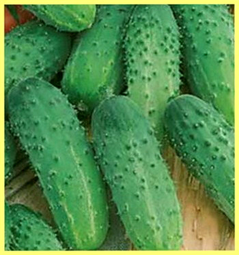 Сорт огурцов Герда фото