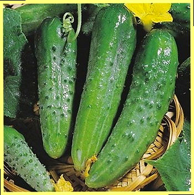 Сорт огурцов Зозуля фото