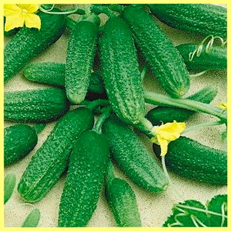 Сорт огурцов Конни фото