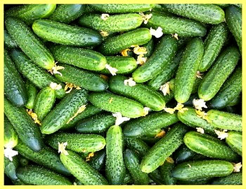 Сорт огурцов Кураж фото