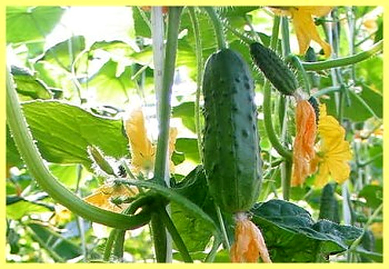 Сорт огурцов Махаон фото