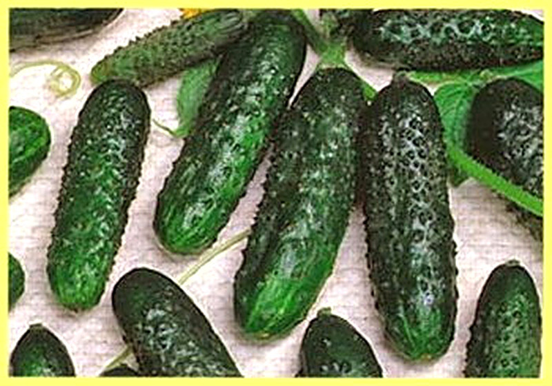 Сорт огурцов Маша фото