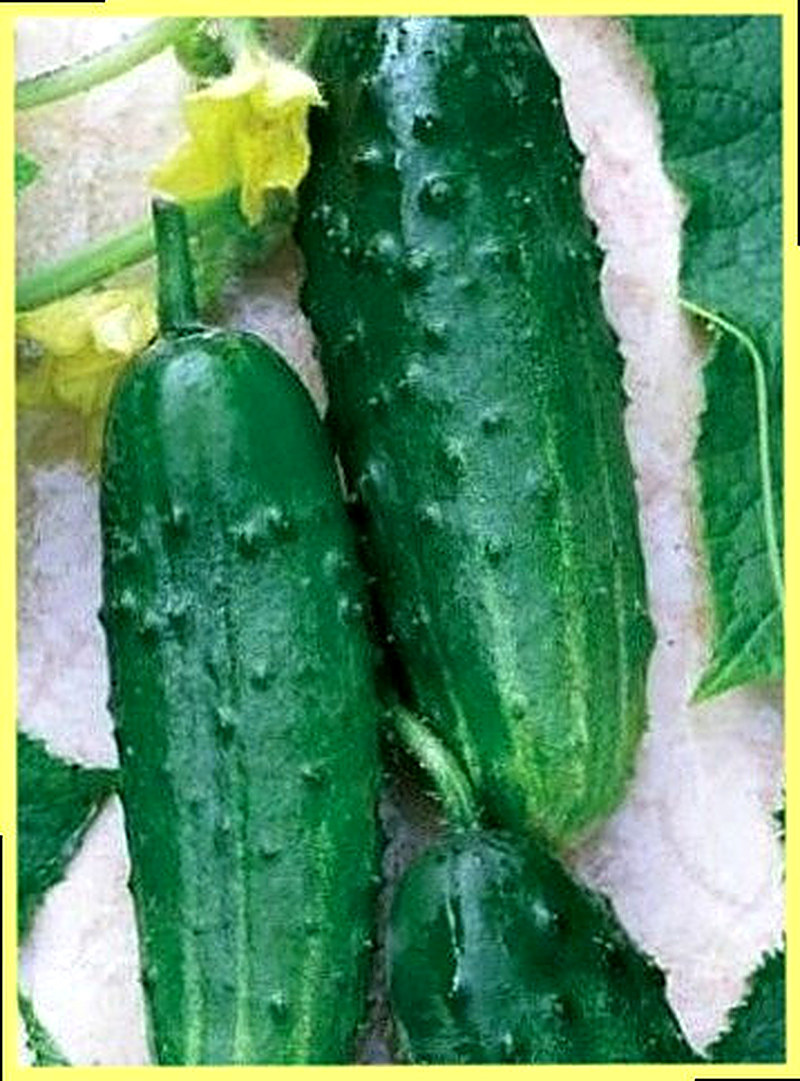 Сорт огурцов Регата фото