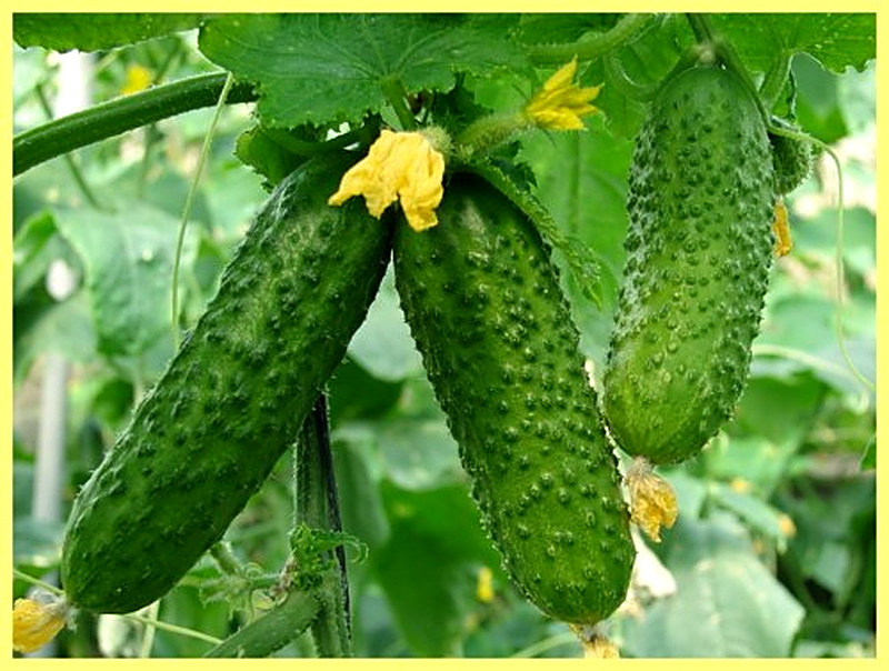 Сорта огурцов с фото и описанием