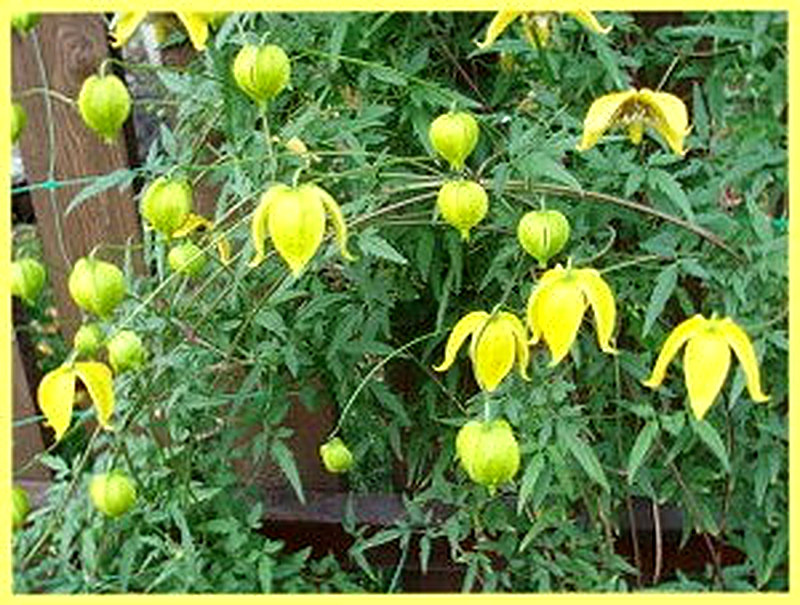 Тангутский климатис фото