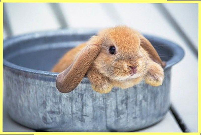 Условия содержания кроликов в домашних условиях