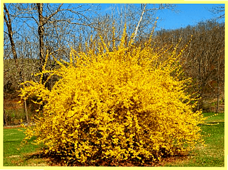 Форзиция фото