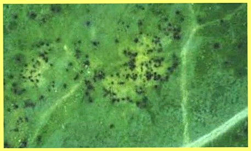 Черная плесень огурцов