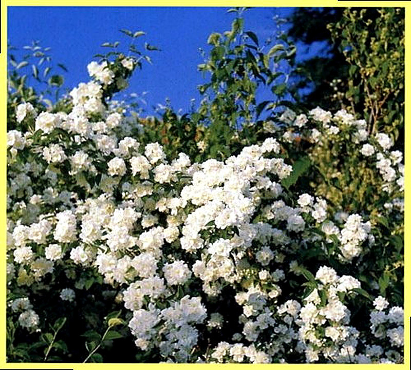 Чубушник фото