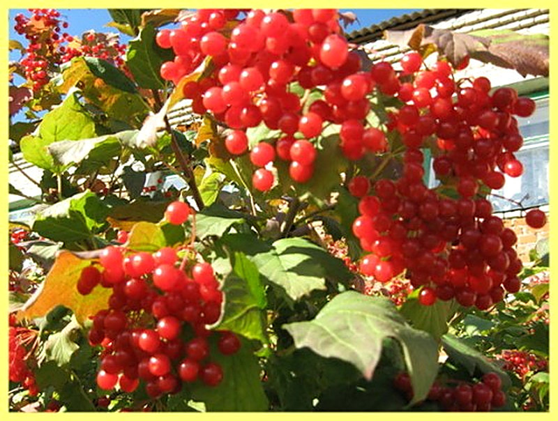 бузина, рябина, калина