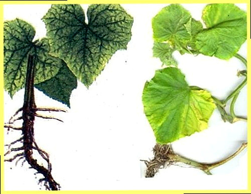 прикорневая гниль огурцов фото