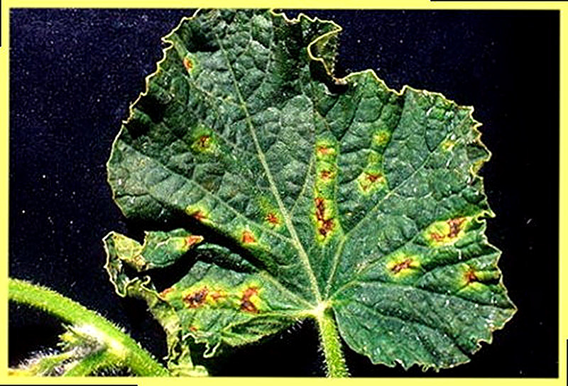 угловая пятнистость огурцов