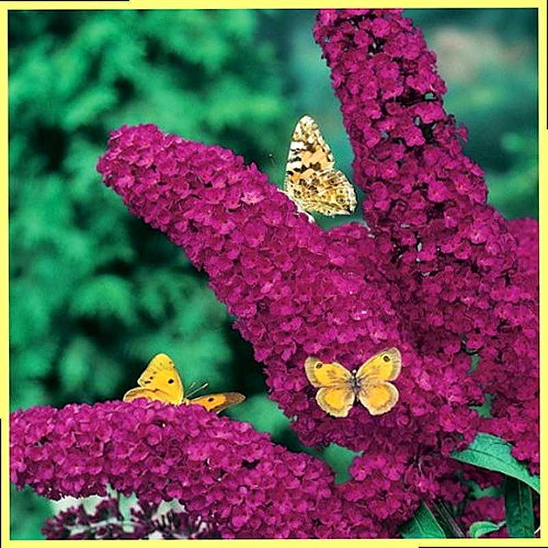 Буддлея давида фото