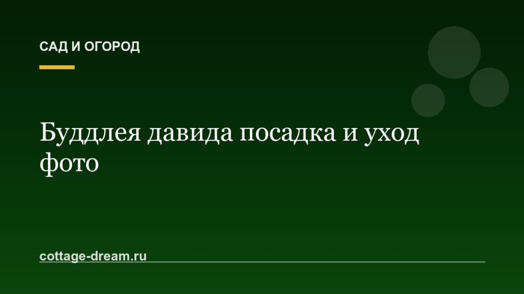 Буддлея давида посадка и уход фото